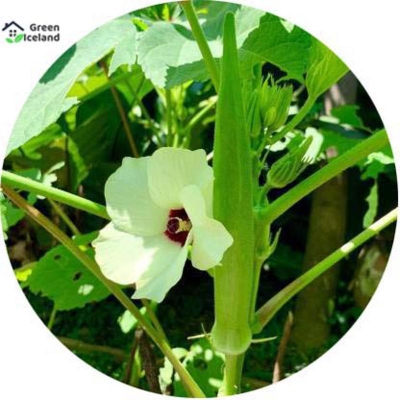 Picture of 20 PCS Global Ladies Finger/Orka Seeds (Sheep/Vendy Seed)