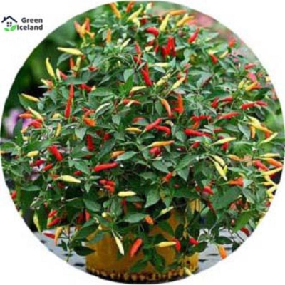 Picture of 20 pieces of global ornamental pepper seeds