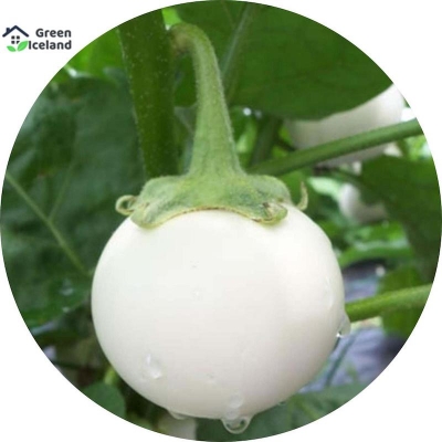 Picture of 20 pieces of global white eggplant seeds