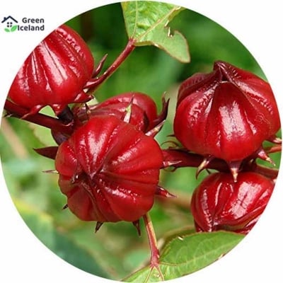 Picture of 5 Piece Organic Rossal Chinese Herb Plant seeds