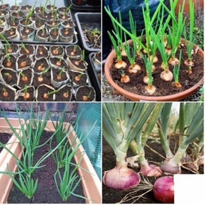 Picture of Red onion seed roof tree -100 pice seeds