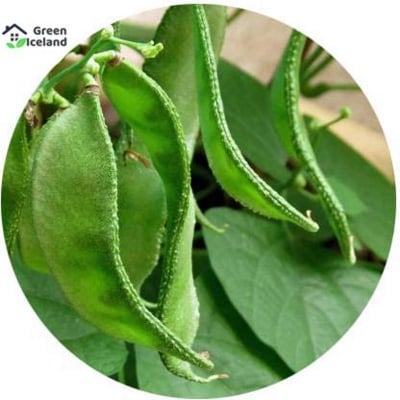 Picture of Seeds of all season (SIM seeds) - 10 Piece Seeds