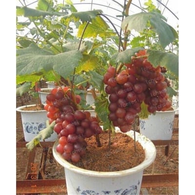 Picture of 10 Piece Red pearl kimine fruit seeds bonsai garden sweet grapes of farm farm outdoor bonsai bonsai plants poted for the garden of the house