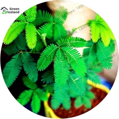 Picture of Lozaboti/mimosa seed-seed-20 piece seeds