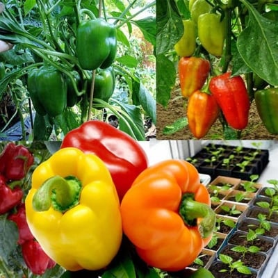Picture of Seeds-20pcs seeds of different color capsicum