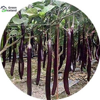 Picture of The seeds of tall eggplant-20 pice