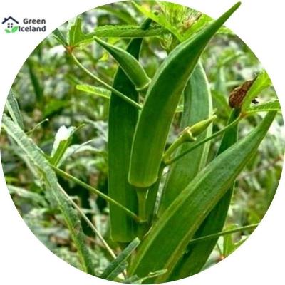 Picture of 20 Peace Global Ladies Finger/Oraka Seeds