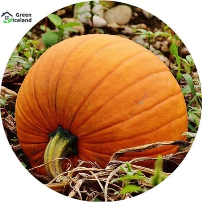 Picture of F1 Hybrid Pumpkin Seeds (Hybrid Sweet Pumpkin Seeds) - 5 PCS Seeds