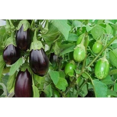 Picture of Seed