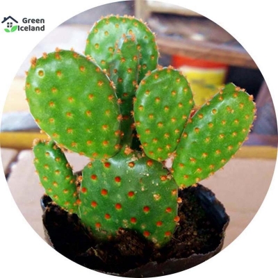 Picture of 20 Piece Opuntia Microdasys Cactus Seed-20 Piece Seed (imported global seeds)