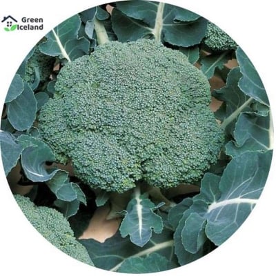 Picture of Broccoli Seed -20 Piece Seed