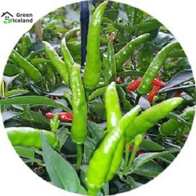 Picture of Green pepper seed of all season -10 pes seeds