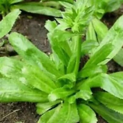 Picture of Garden/tub bill is coriander-50 pc seeds