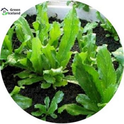 Picture of All Season Bilati Coriander Seeds - 30++ Pcs Seeds