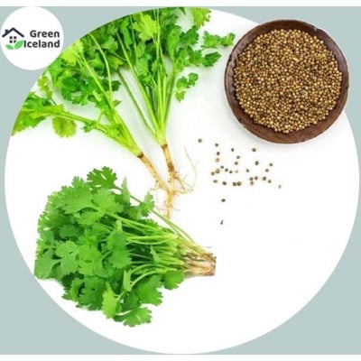 Picture of 50 Pcs Garden/Tob Coriander See