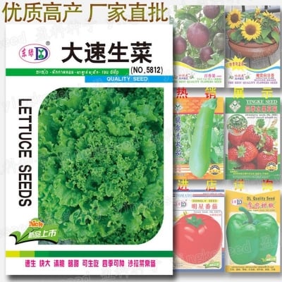 Picture of Lettuce seed salad vegetables fastest growing vegetable seeds 100 pcs seed intake packet (lettuce leaves intake packet)