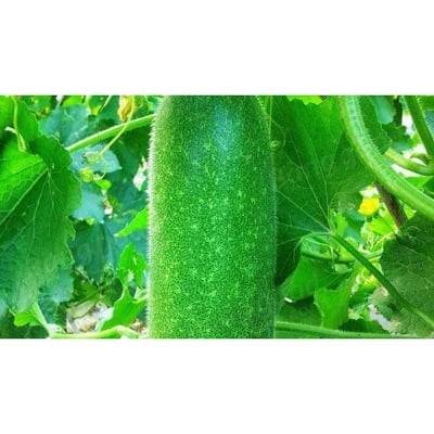 Picture of Chalkumra (rice cucumber seed) seed - 50piece