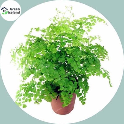 Picture of 20 Peace Adyantum Capilus Bonsai Seeds