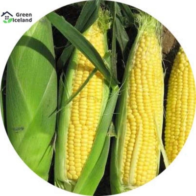Picture of 50 Piece Global Sweet Corn Seeds