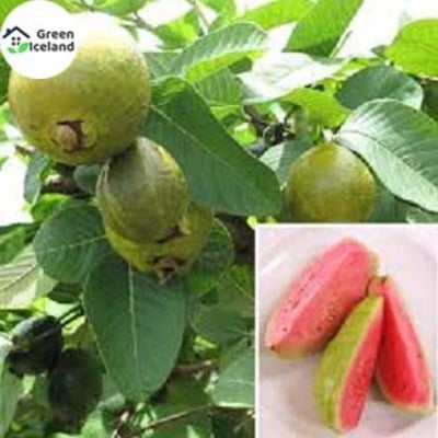 Picture of All season guava seed-seed-15 pice seeds