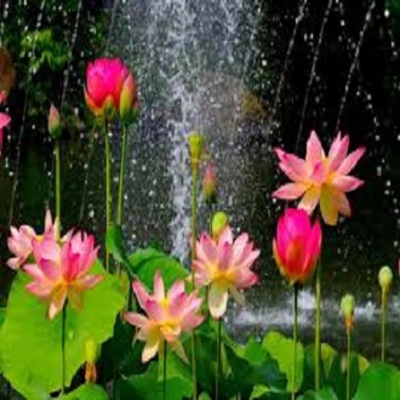 Picture of Padma Flower Padma Seed (Global Seed)- 5 Piece Seeds