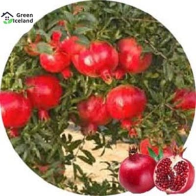 Picture of Vedana Fruit Bonsai Seeds of all season-10 Peace Seeds