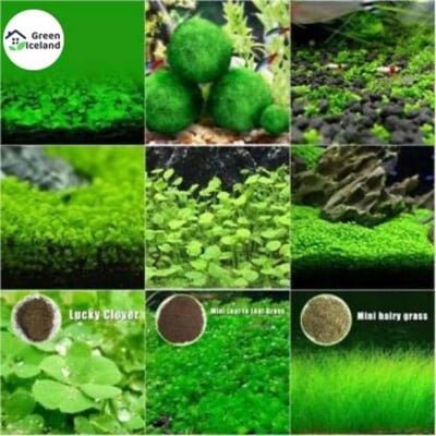 Picture of 20 pieces of natural aquarium green grass seeds