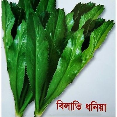 Picture of Garden/Tub Bill is the seeds of coriander seeds 50 pcs