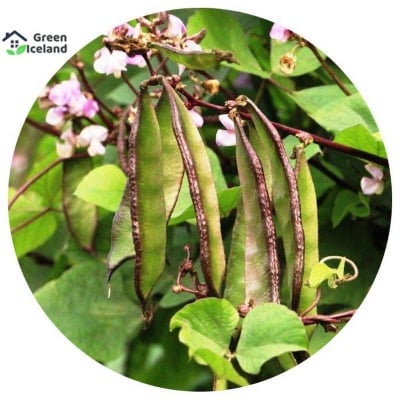 Picture of 5 pieces of natural bean seeds
