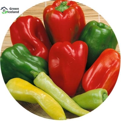 Picture of Seeds of mixed color capsicum (capsicum seed) - 20 pce seeds