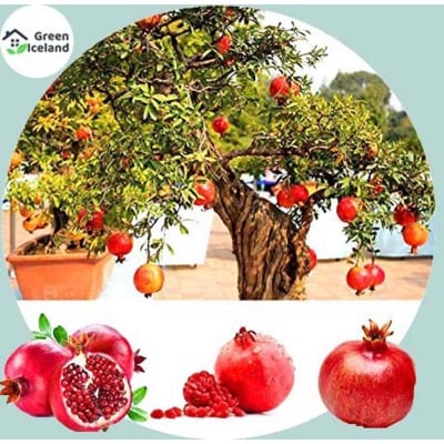 Picture of All seasonal pomegranate bonsai seed-10 pce seeds