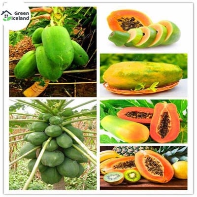 Picture of Yellow colored papaya seeds of all seasons (yellow abdomen seeds)- 5 pc seeds