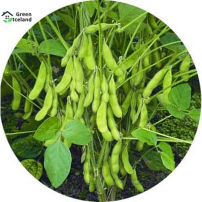 Picture of The seeds of natural soybean plants (sabin seeds) - 20 pce seeds
