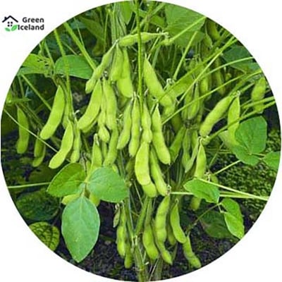 Picture of The seeds of soybean trees of all seasons-30 pice seeds