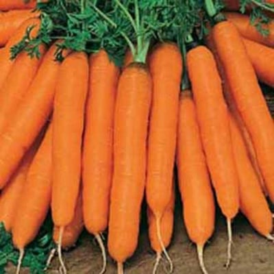 Picture of Carrot seeds (carrot seeds) - 100 pistas seeds