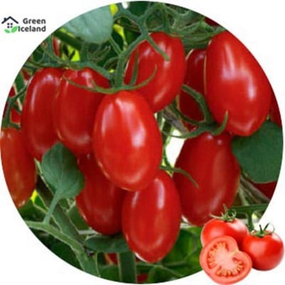 Picture of 30 Piece Organic Pothed Tomato Seeds (Tomato Seeds)