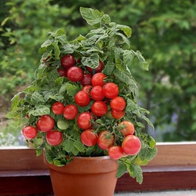 Picture of Tomato seed-30 pice seeds