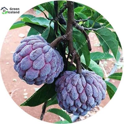 Picture of Sugar Free Sharifa Seeds (Ata Fruit Seeds) - 10 Piece Seeds