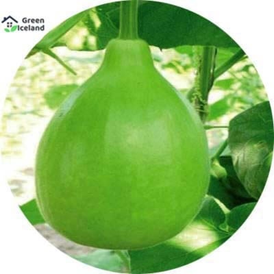 Picture of All seasonal round lob/lou seed-10 pce seed seeds