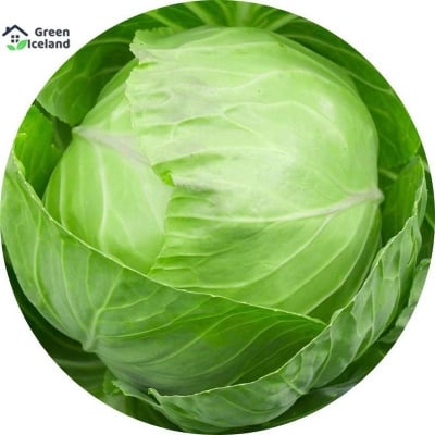 Picture of Hybrid F1 Cabbage Seed -20 Piece Seed