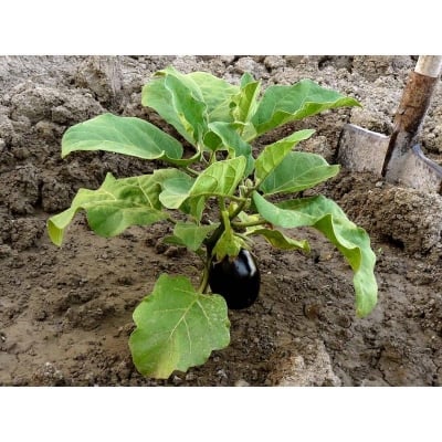 Picture of Eggplant seed-20 pice