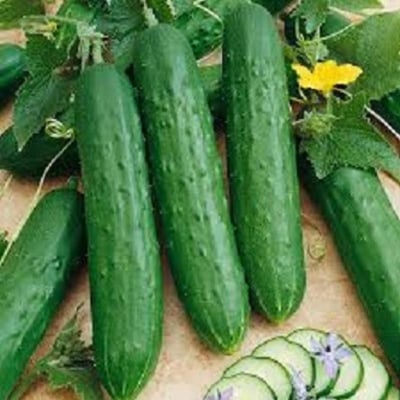 Picture of Qiu Sheng Hot Vegetable Bonsai Cucumber-30 Piece Seeds