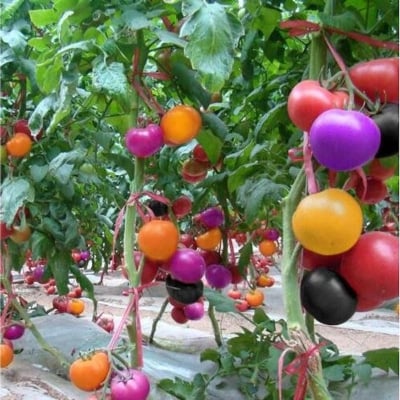 Picture of 30 pc bonsai pearl tomato bonsai mini cherry poted sweet fruit vegetable organic refreshing-30 pce seeds