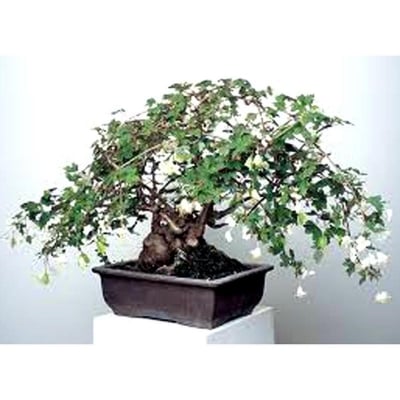 Picture of The seeds of Begonia bonsai tree-15 pes seeds