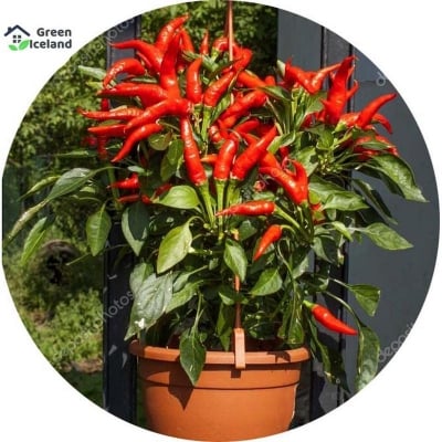 Picture of 20 Piece Red Pepper Seed Garden Long Pepper Vegetable Seed Home Kitchen Seasoner-20pcs Seeds