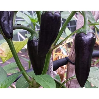 Picture of Black Chilibaz Bangladeshi (Black Chili Seed) - 20 Piece