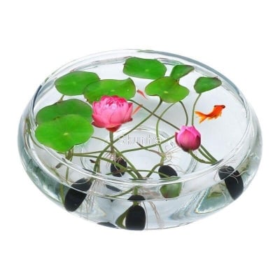 Picture of Aquatic tree seeds flower bonsai pot pod water lily tree bonsai garden 5 pcs