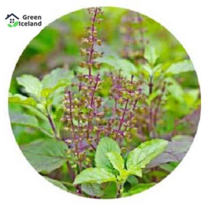 Picture of Global Basil/Tulsi Seed (Tulsi Seed) - 15 Piece Seeds