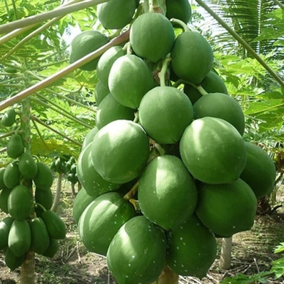 Picture of 10 Piece Imported Global Papa Seed-10 Piece Seeds