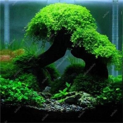Picture of Aquarium plant pine tree bonsai seed-10 pes seeds